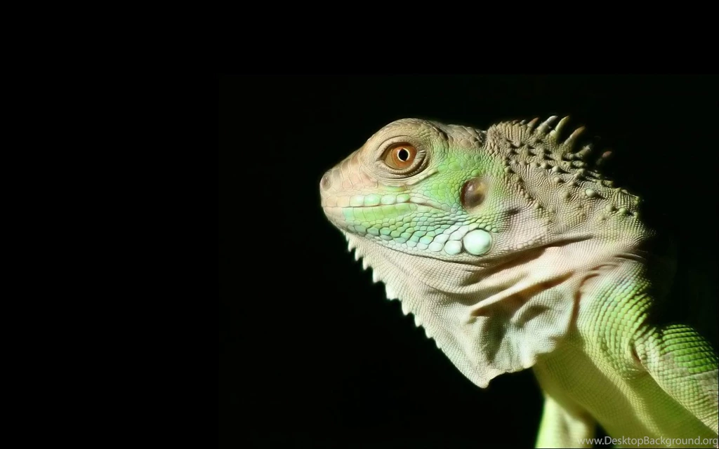 100 Iguana HD Wallpapers