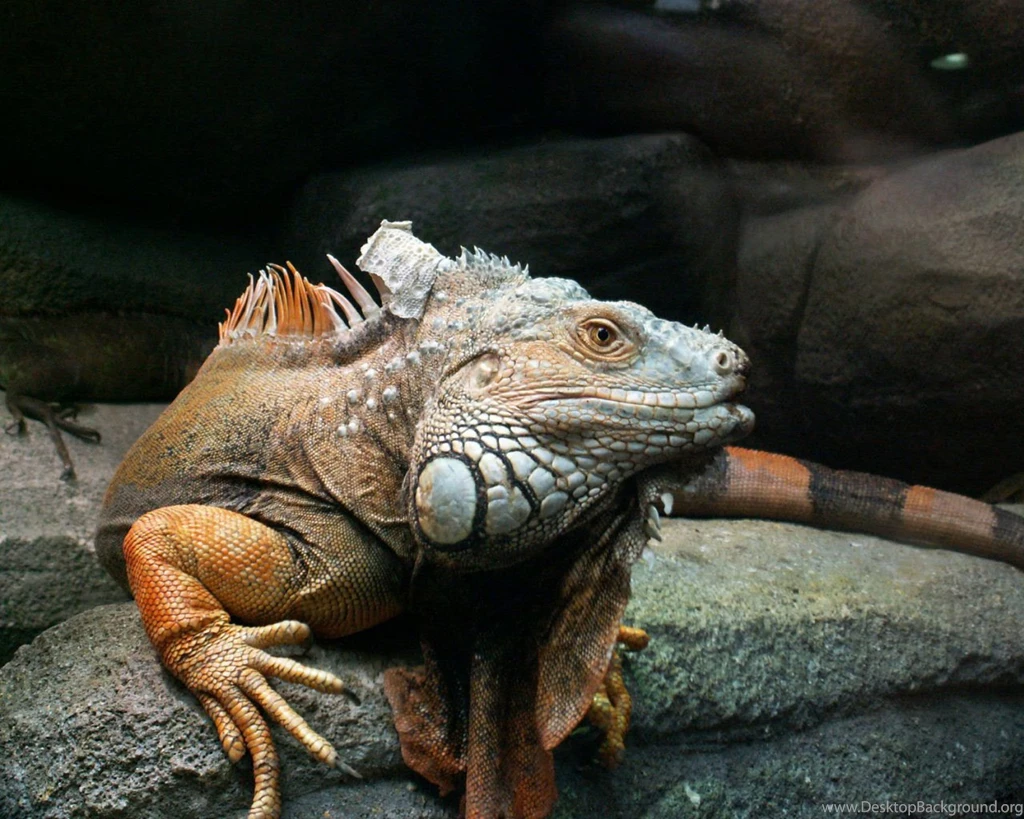 Iguana Iguanas Wallpapers (28691965) Fanpop