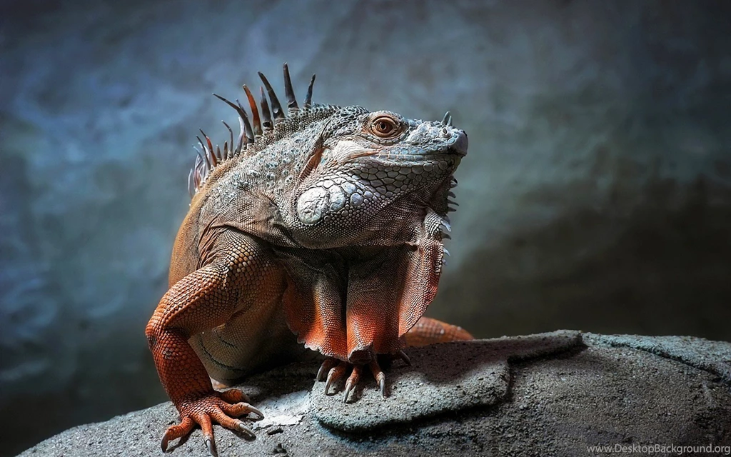 Iguana Iguanas Wallpapers (28691671) Fanpop