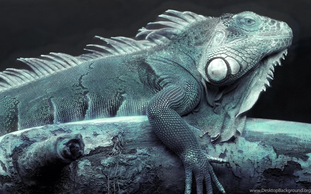 Iguana Wallpapers — Free Full HD Wallpaper. Widescreen HQ Desktop ...
