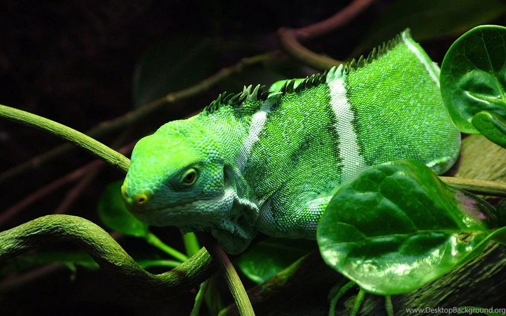 Iguana Wallpapers