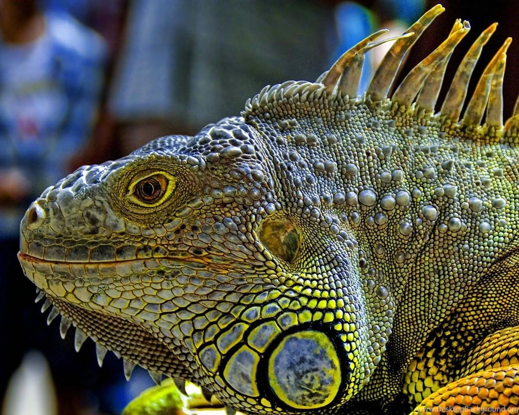 Download The Iguana Wallpaper, Iguana iPhone Wallpaper, Iguana ...