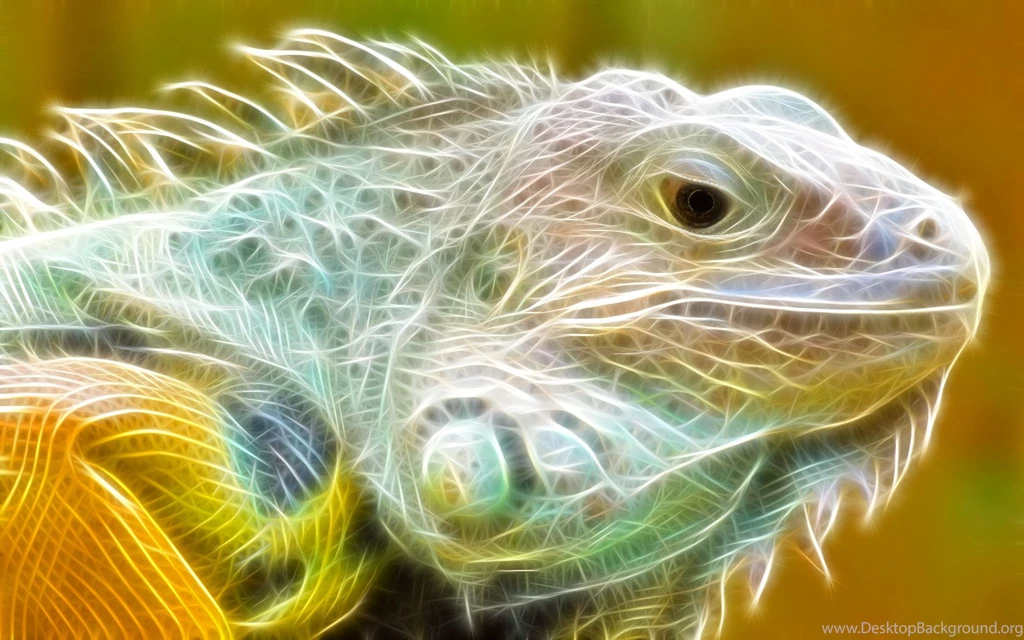 Iguana Wallpapers