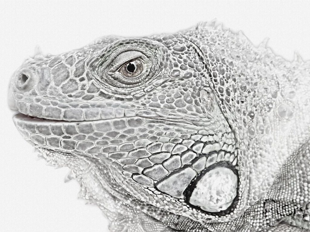 Iguana Wallpapers By Chlaidheimh On DeviantArt