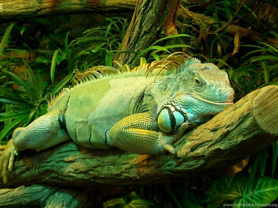 Aqua Blue Iguana Wallpaper.