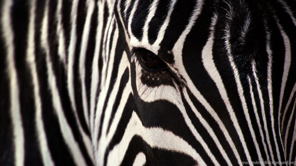 Zebra Wallpapers Animal Wallpapers
