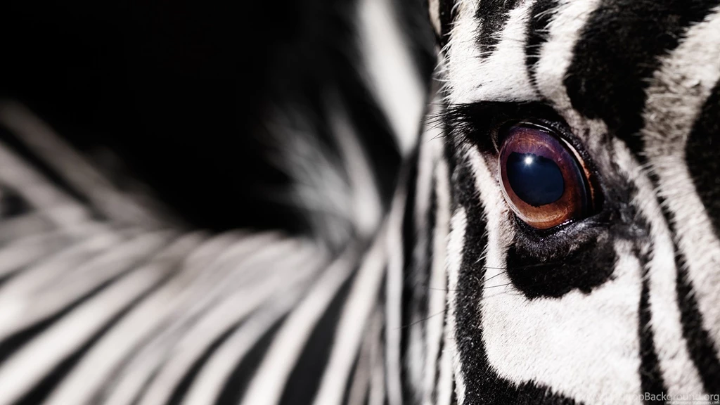 Zebra Wallpapers 8 Best Wallpapers Collection