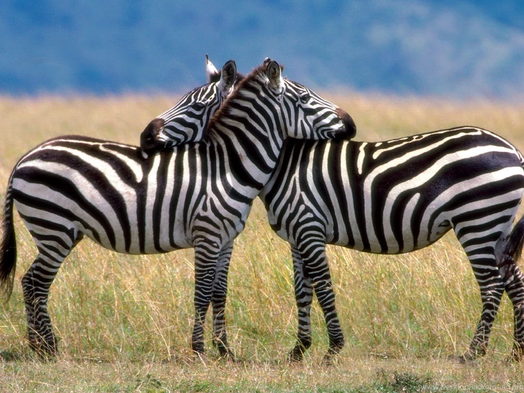 Zebra Desktop Wallpapers Wallpapers Cave