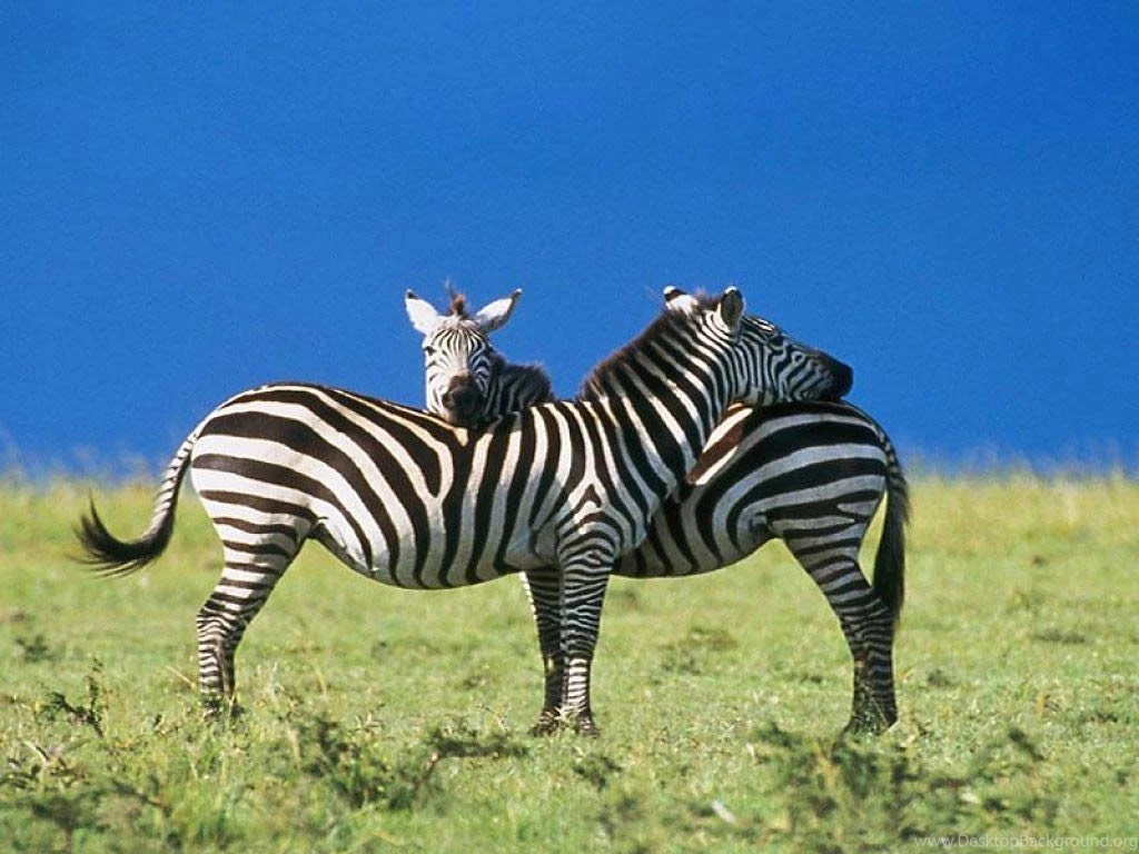 Zebra Wallpapers And Backgrounds Animals Town