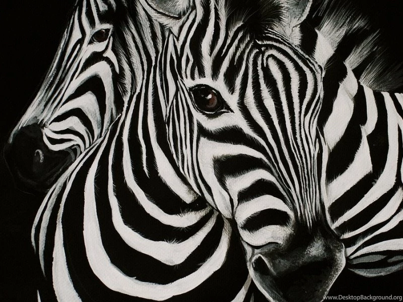 Zebra Wallpapers 21 Best Wallpapers Collection