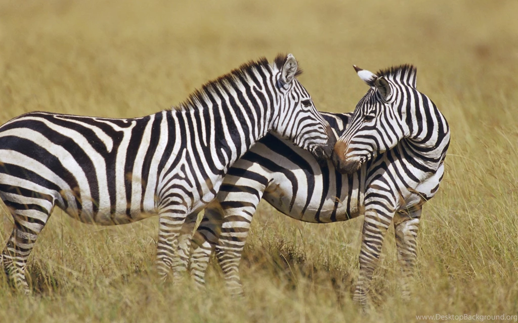Zebra Computer Wallpapers, Desktop Backgrounds