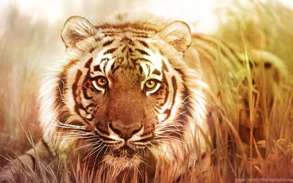 Black And White Photo Of Tiger