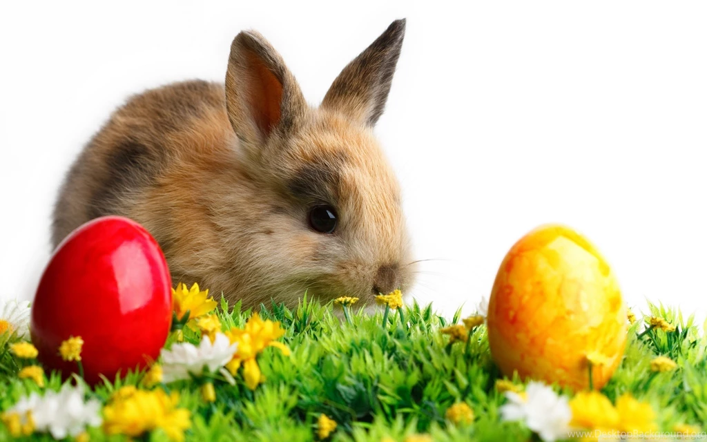 Easter Cute Rabbit HD Desktop Wallpapers : High Definition : Mobile