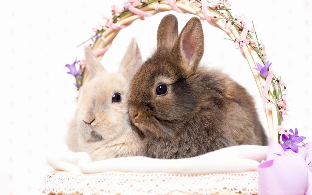 Happy Easter Day Photo Wallpapers Nekeran.com