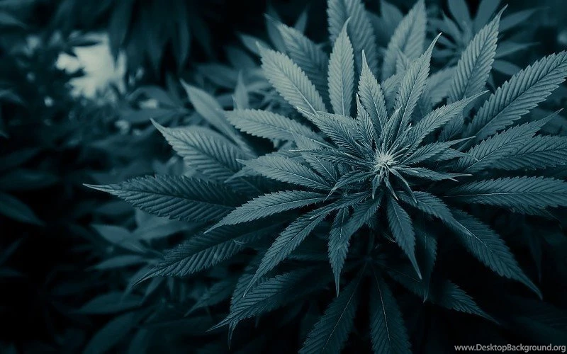 Weed Drugs 420 Psychedelic Free Desktop Backgrounds And Wallpapers