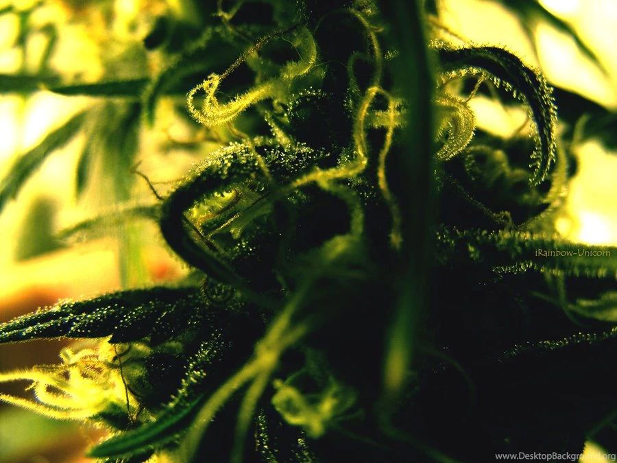 Nugs Buds And Plants On Cannabis Smoke DeviantArt