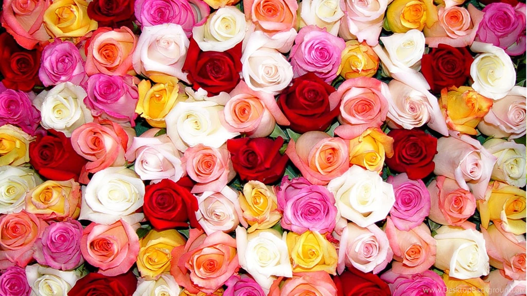 Wallpapers Roses