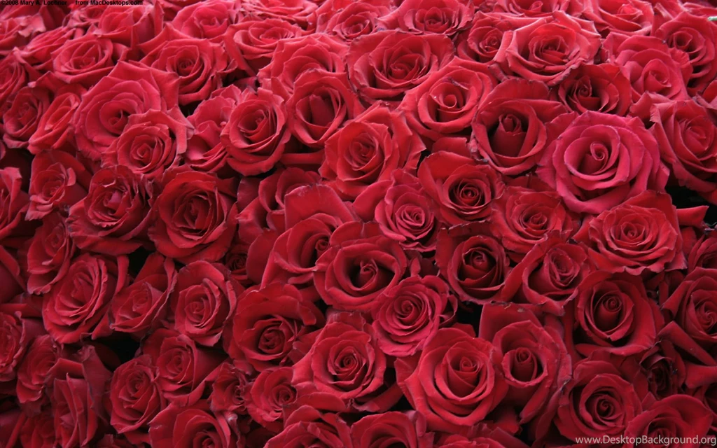 Wallpapers Of Rose