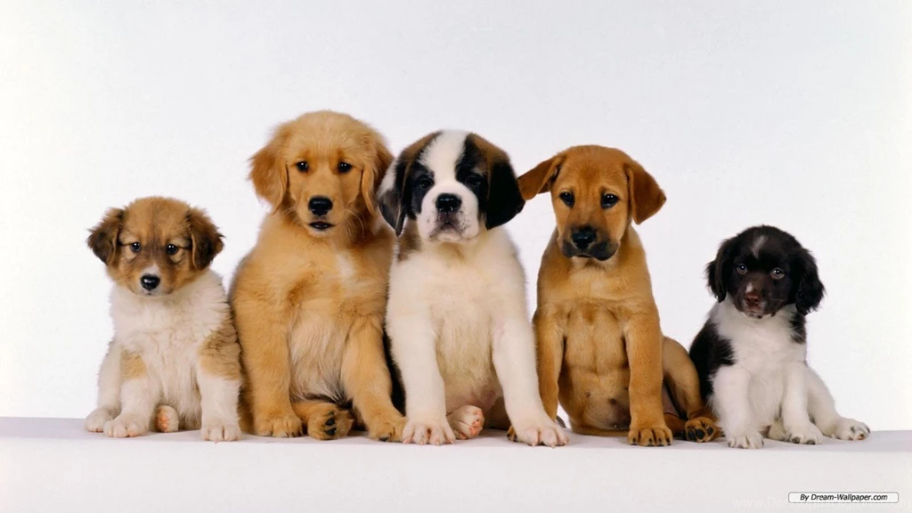 Free Wallpapers Free Animal Wallpapers Terriers&labrador ...