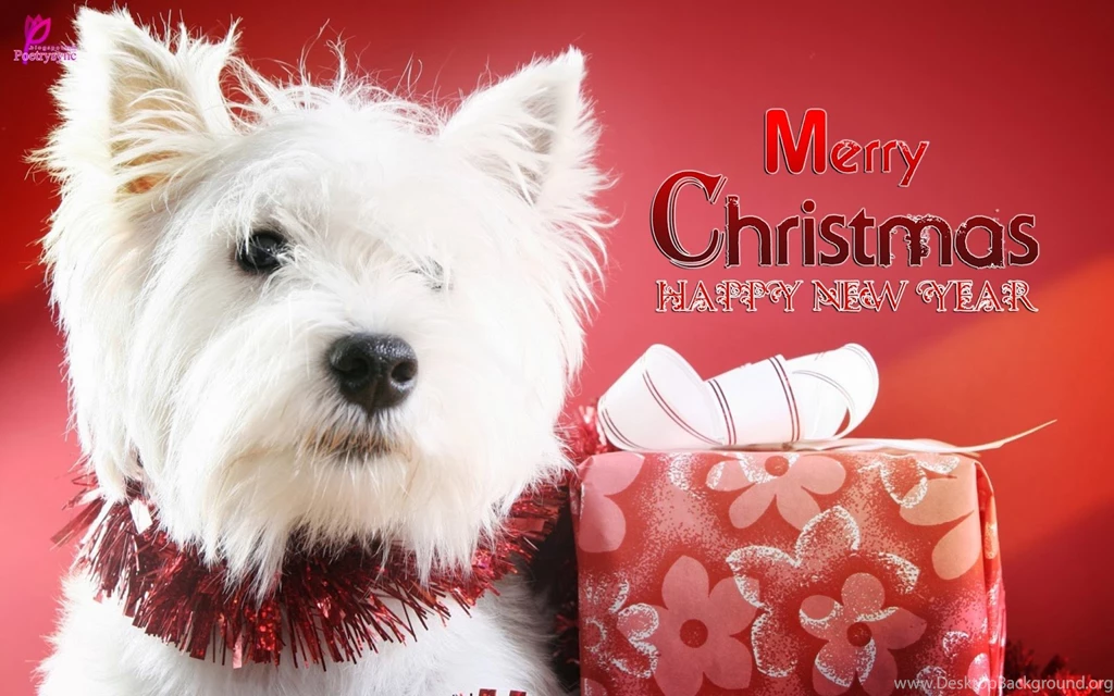 Cute Merry Christmas Wallpapers Dogs