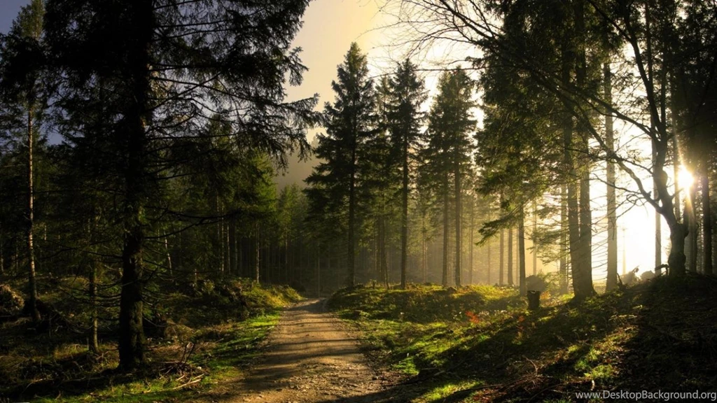 Wallpapers Cover Facebook Free Hd Mysterious Forest Sunlight ...