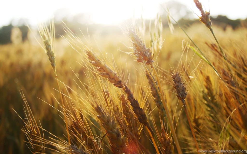 Wheat Computer Wallpapers, Desktop Backgrounds