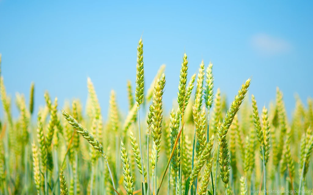 Free Wheat Wallpapers