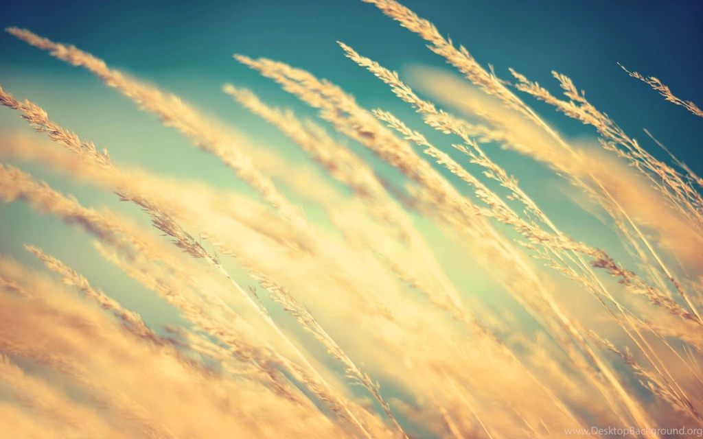 Yellow Wheat >> HD Wallpaper, Get It Now!