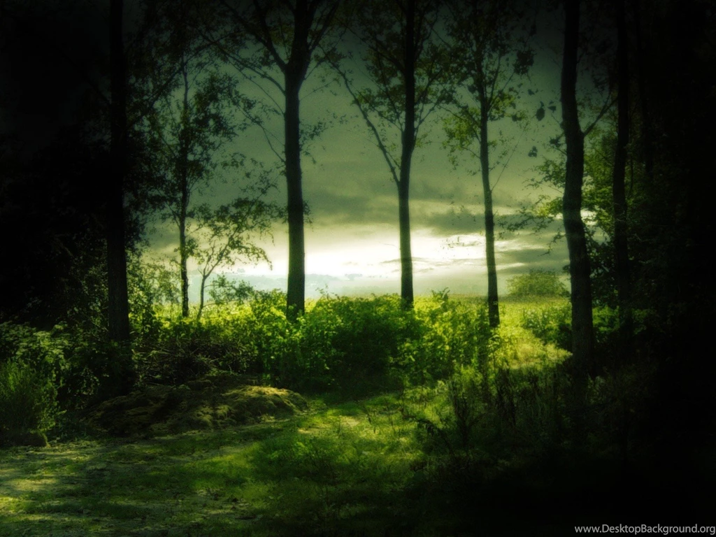 Green Nature Trees Forests Mysterious Wallpapers
