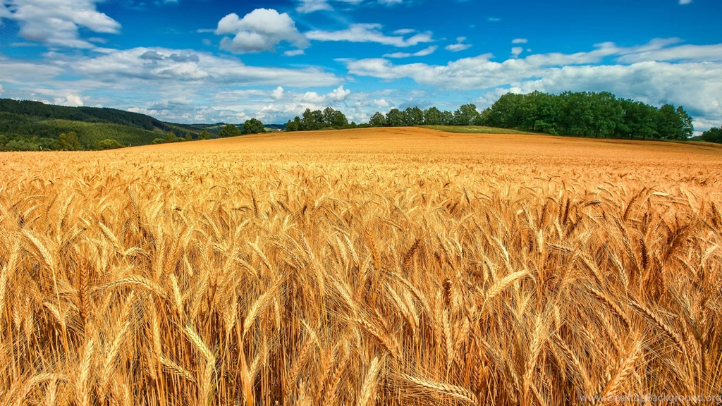 1920x1080 Golden Wheat Field Desktop PC And Mac Wallpapers
