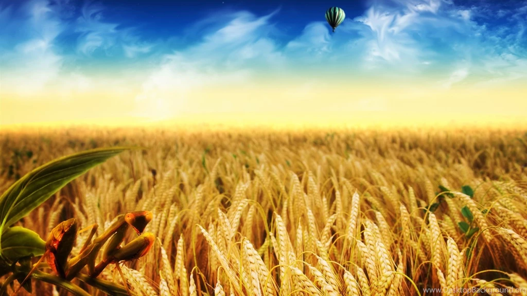 Special Field Of Wheat Wallpapers
