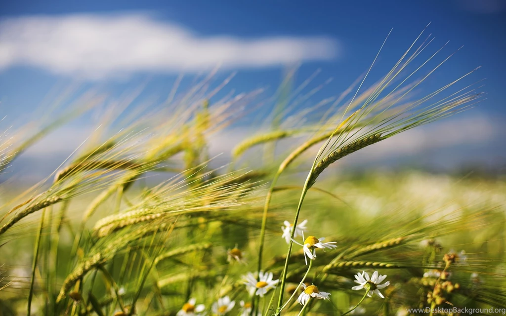 259 Wheat HD Wallpapers