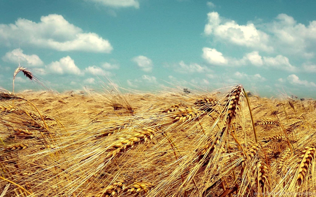 Wheat Wallpapers