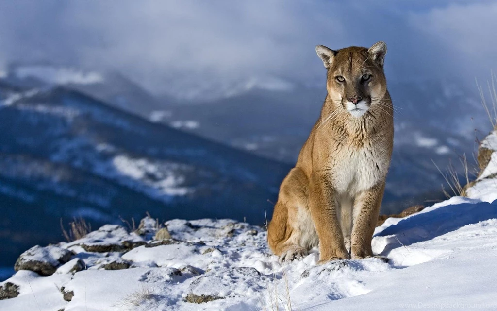Hd Winter Wallpapers 11 – HdCoolWallpapers.Com