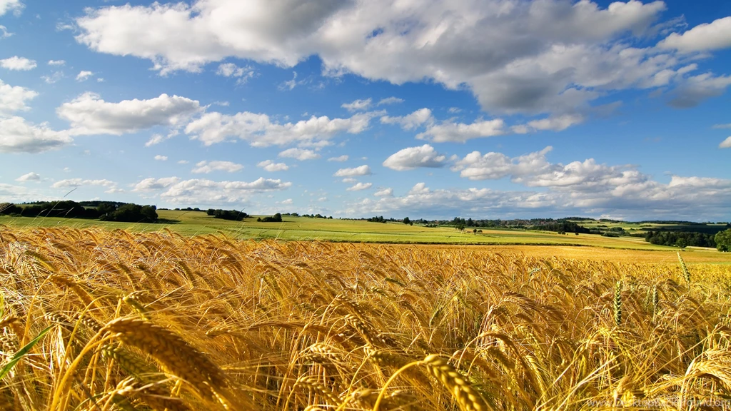 Wheat Wallpapers