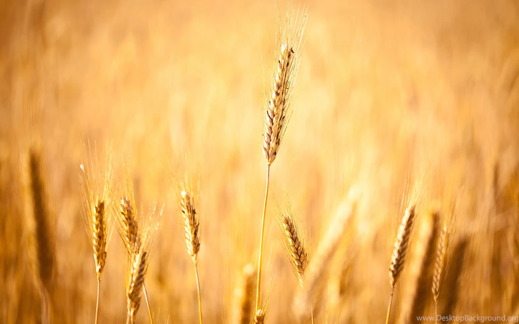 Wheat Computer Wallpapers, Desktop Backgrounds