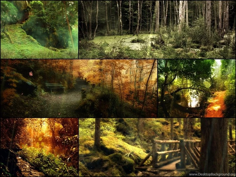 Download The Mysterious Forest Screensaver Animated Wallpapers ...