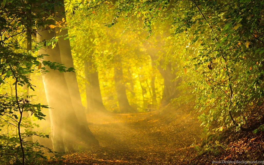 Through The Woods Of The Beautiful Sunshine HD Wallpapers 7 ...