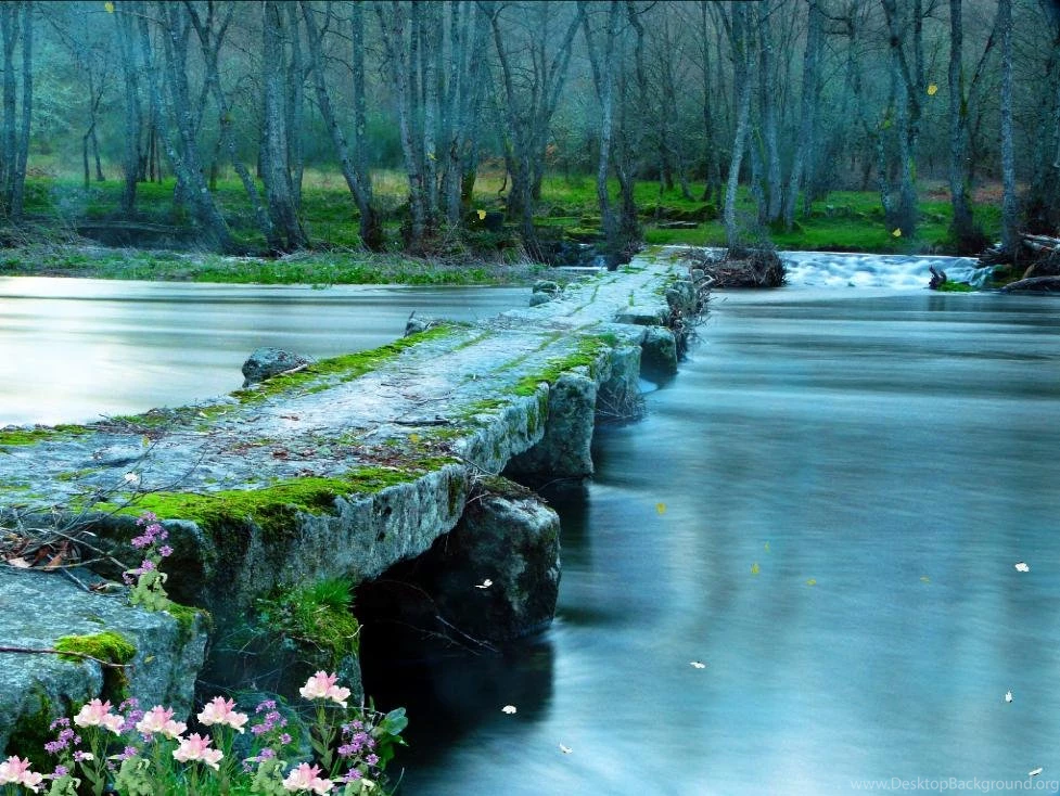 Download The Mysterious Forest Animated Wallpapers ...