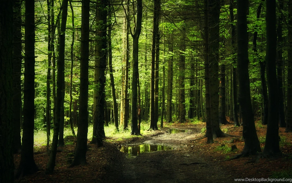 Image Forest background 18572 19042 hd wallpapers.jpg ...