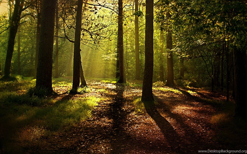 Pine Forest Backgrounds