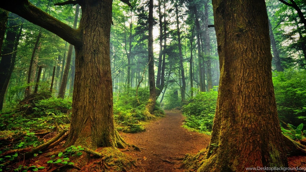 HDR Forest Backgrounds