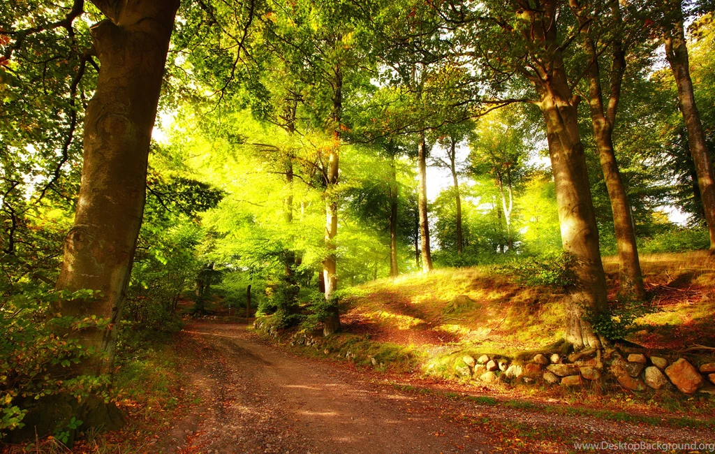 Autumn_Forest_Background.jpg?m=1441833805