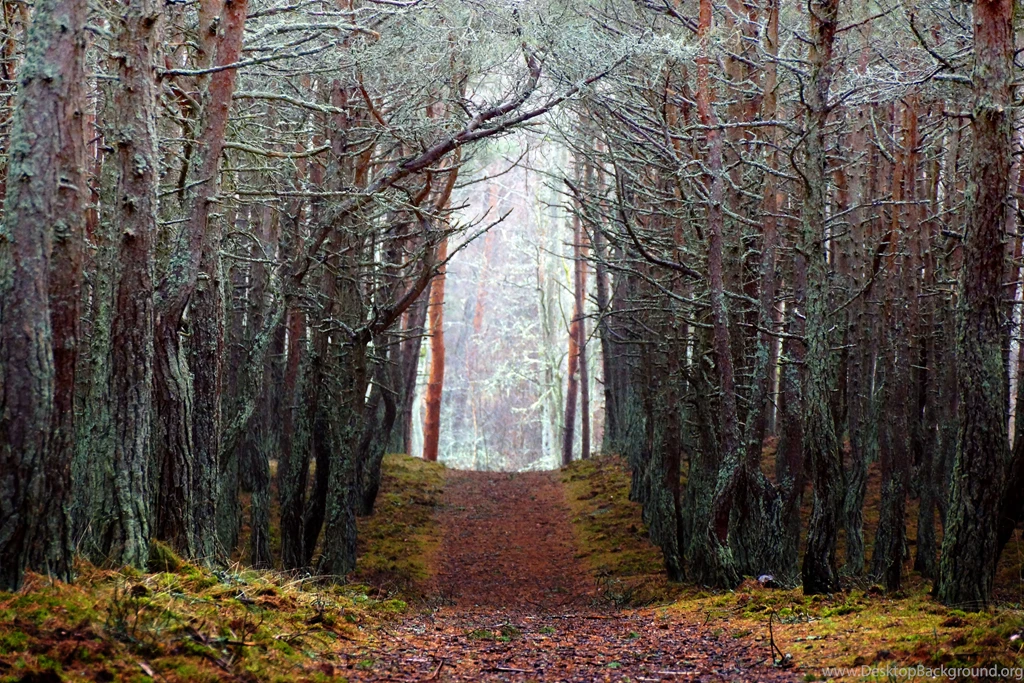 Download Forest Backgrounds HD 8696 6000x4000 Px High Resolution ...