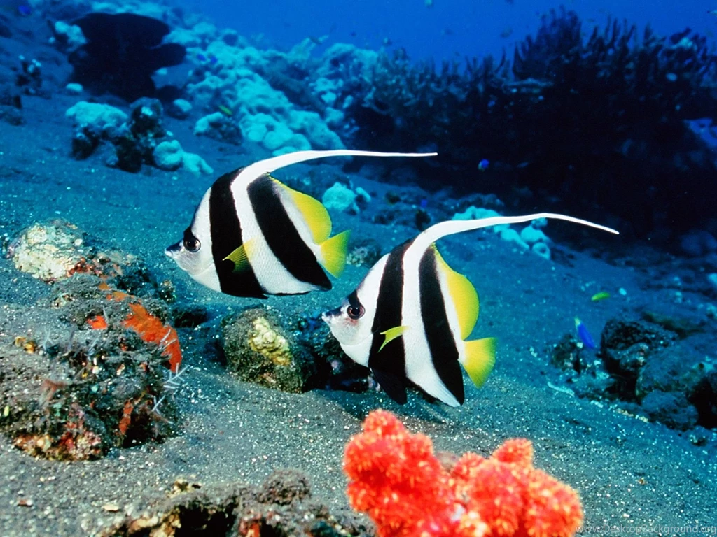 Tropical Fish