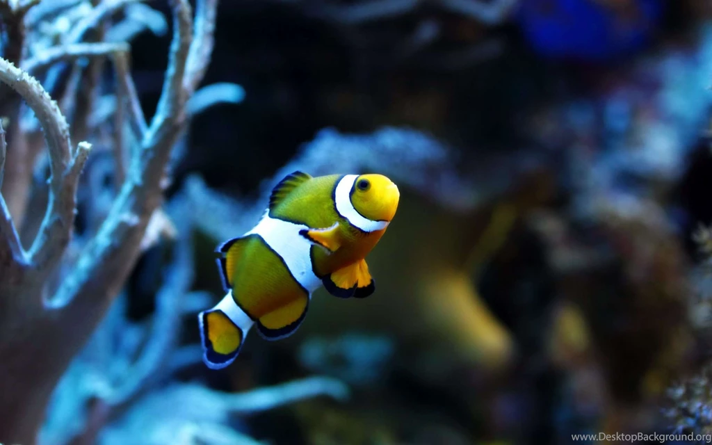 Fish Wallpapers – AB Wallpapers