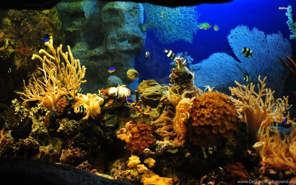 Fish HD Animal Wallpapers