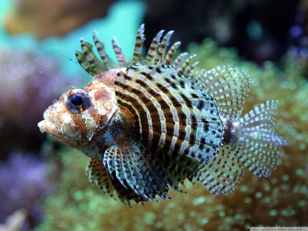Exotic Fish 12 HD Desktop Wallpapers : Widescreen : High Definition ...