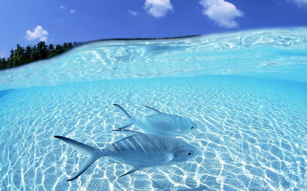 HD Animal Wallpapers With The Picture Of Two Blue Tropical Fish ...