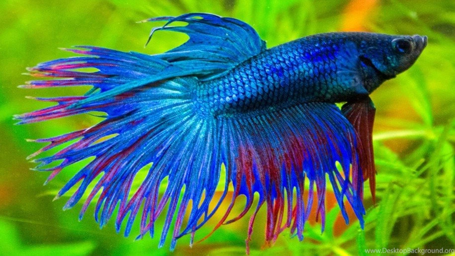 Betta Splendens Blue Exotic Fish 01 : Wallpapers13.com